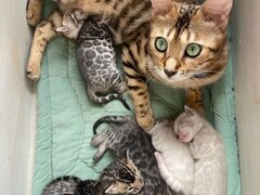 Pisica cu mai multi pui