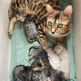 Pisica cu mai multi pui